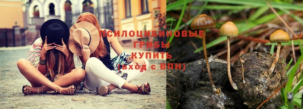 крисы Абаза